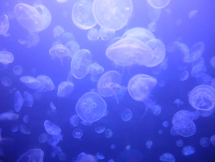 26-jellyfish.jpg
